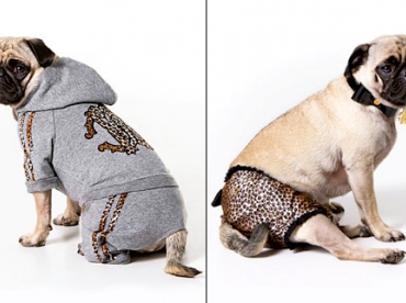Roberto Cavalli en mode canin