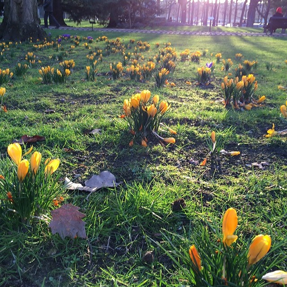 Crocus au Jardin du Luxembourg