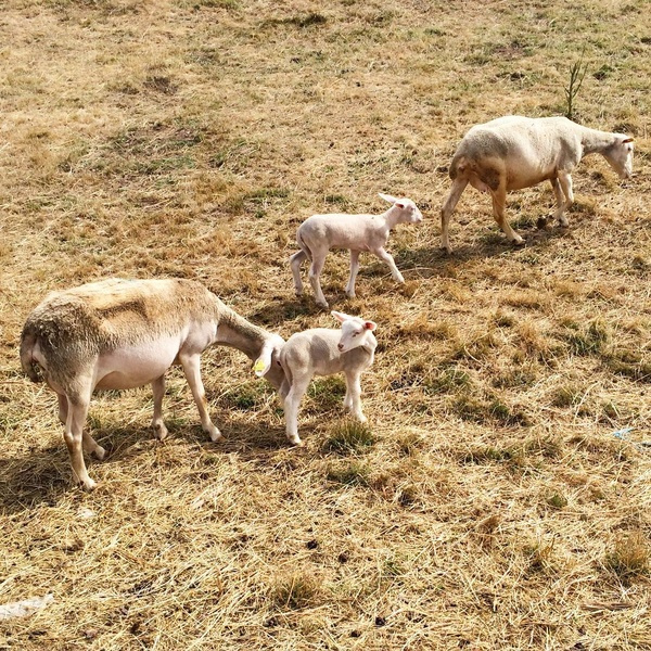 Moutons et agneaux