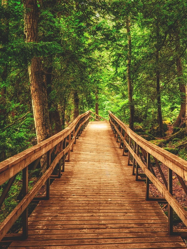 Chemin en bois dans la fort