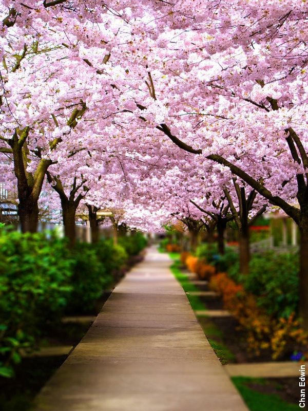 Cerisiers en fleurs