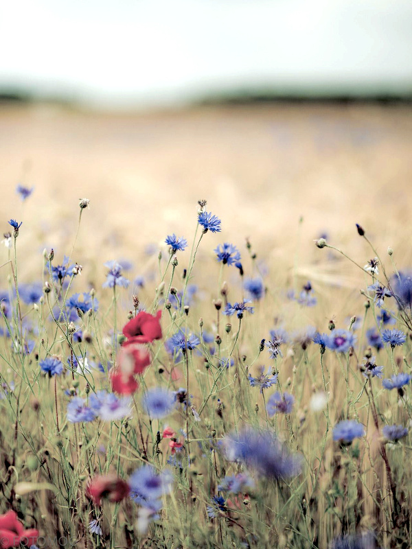 Champ de coquelicots