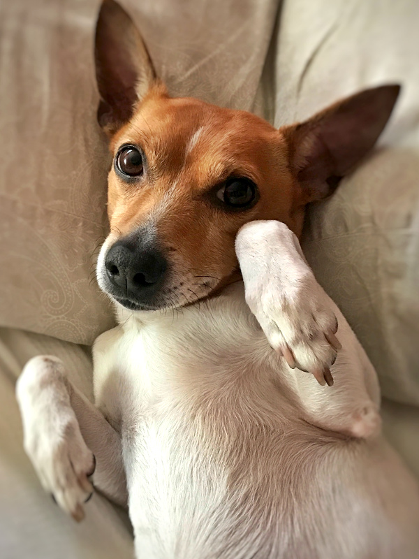 Chien Jack Russel