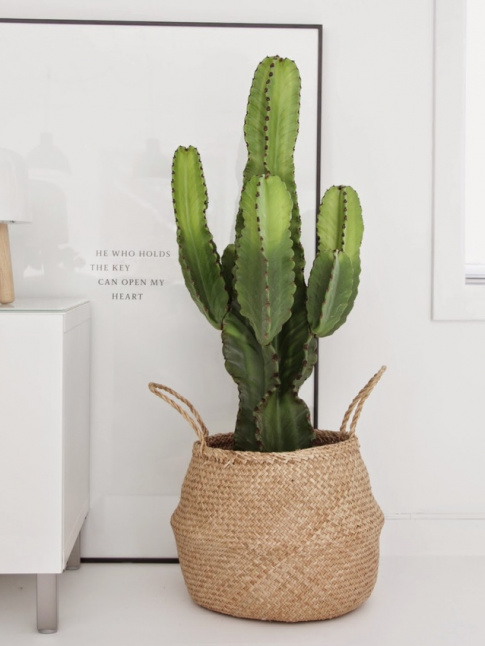 Rien de tel qu'un cactus d'intrieur pour insrer un peu de piquant dans sa vie !