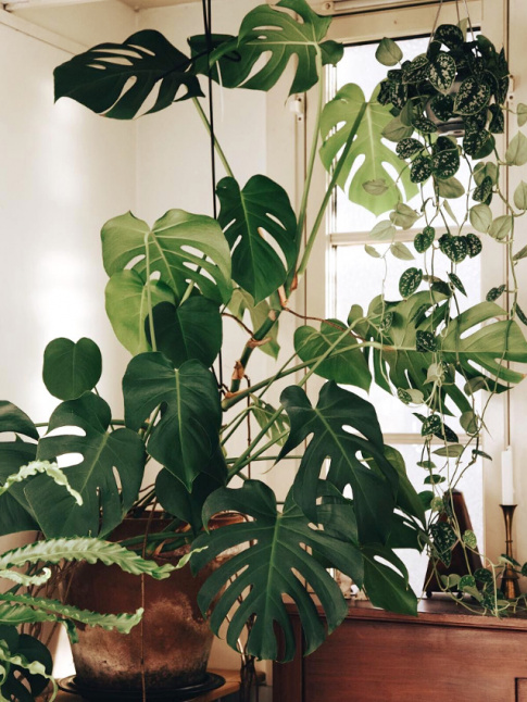La plante gante d'appartement, ou comment 
