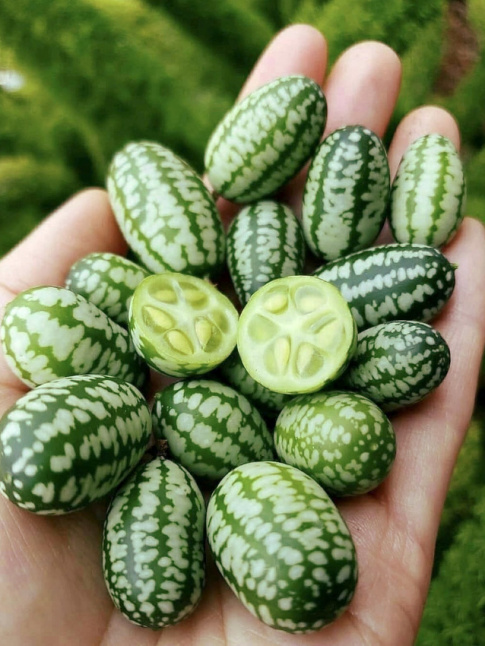 Le cucamelon : incontestablement plus 