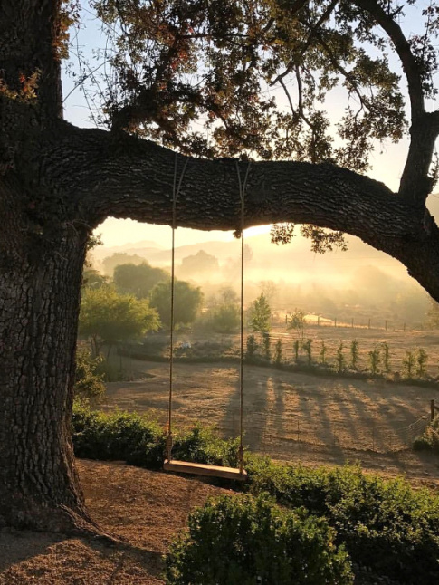 Arbre centenaire + balanoire + lumire poudreuse  = le bon mix