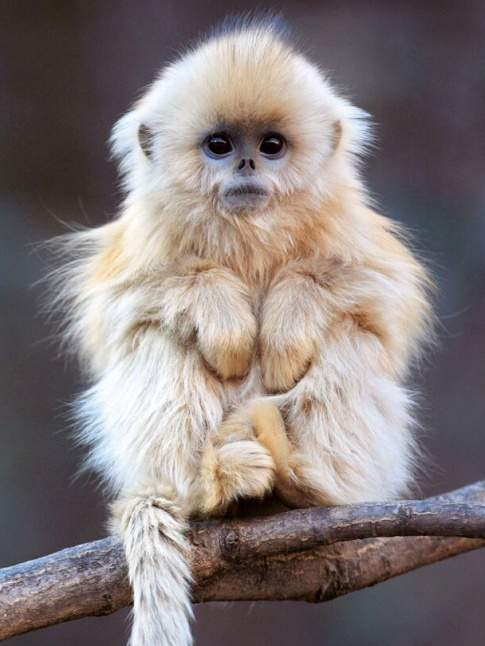 Oui, le choc post brushing catastrophique existe...