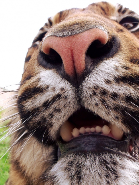 Le selfie... tout un art !