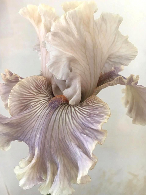 Quand la nature surpasse les couturiers...
