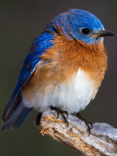 Bleu azur + caramel + blanc = le bon mix