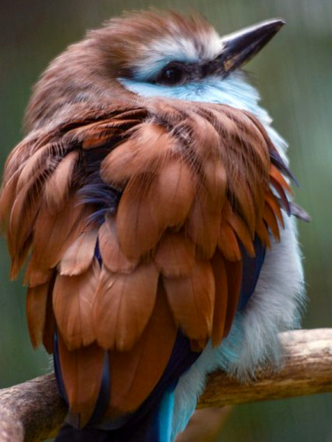 Marron + caramel + bleu turquoise + bleu marine = le bon mix