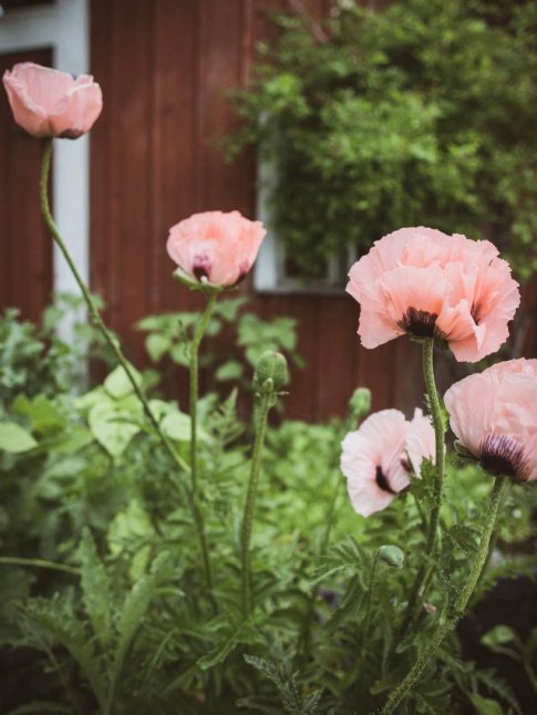 Rose trs ple + vert gazon = le bon mix