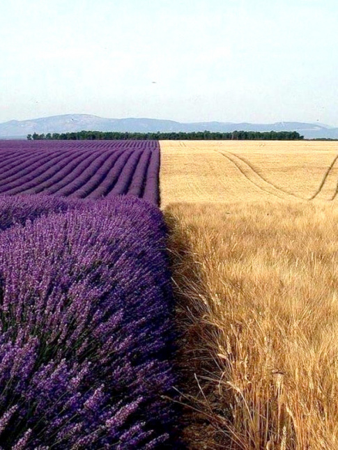 Quand la nature nous donne des leons de style...