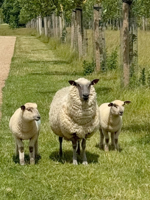 Sortir en famille... tout un art !