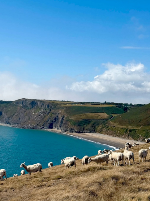 Compter les moutons : le meilleur des exercices de mditation !