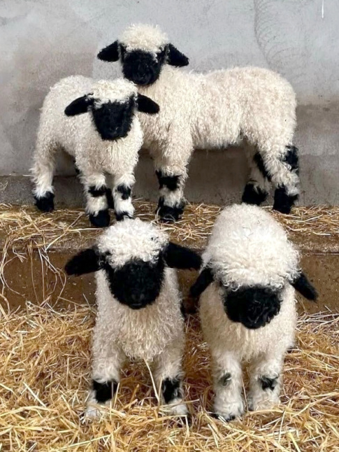 Faire partie d'un gang... tout un art !