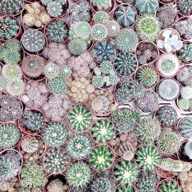 Wanted : une collection de cactus !