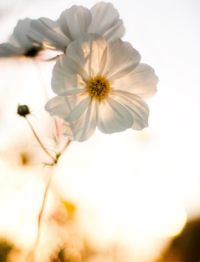 La beaut� � l'�tat pur #9