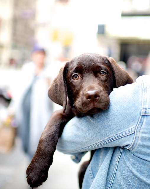 Fourrure chocolat + toile de jean d�lav�e = le bon mix