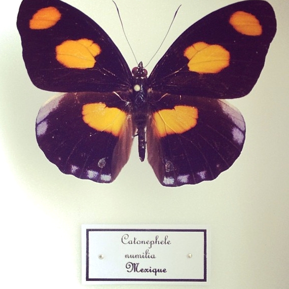 Catonephele numilia