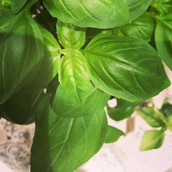 Basilic