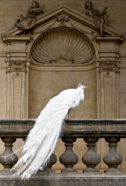 L'�l�gance � l'�tat pur #15