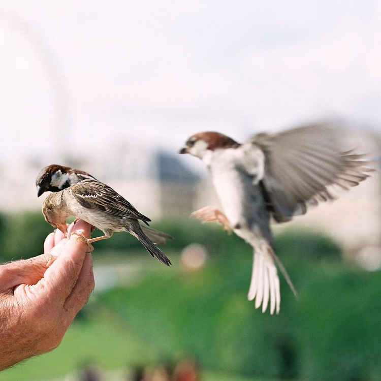 L'�l�gance � l'�tat pur #16