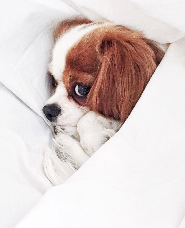 Pour grappiller quelques minutes de sommeil de plus, il n'est pas interdit d'user de ses charmes...