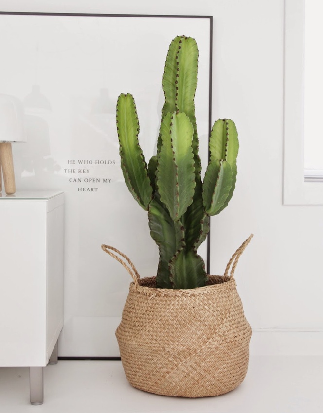 Rien de tel qu'un cactus d'int�rieur pour ins�rer un peu de piquant dans sa vie !