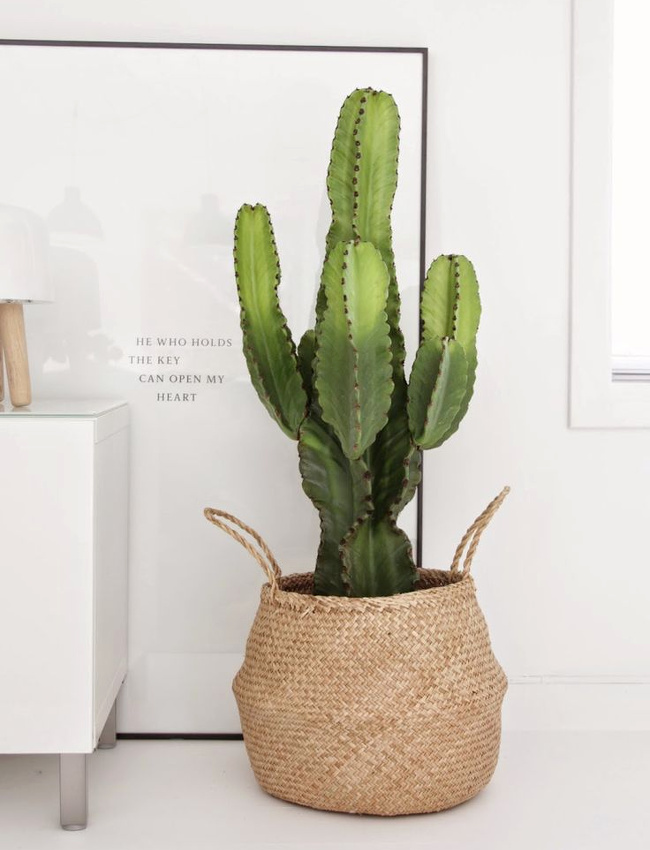 Cactus g�ant + maxi cadre pos� au sol = le bon mix