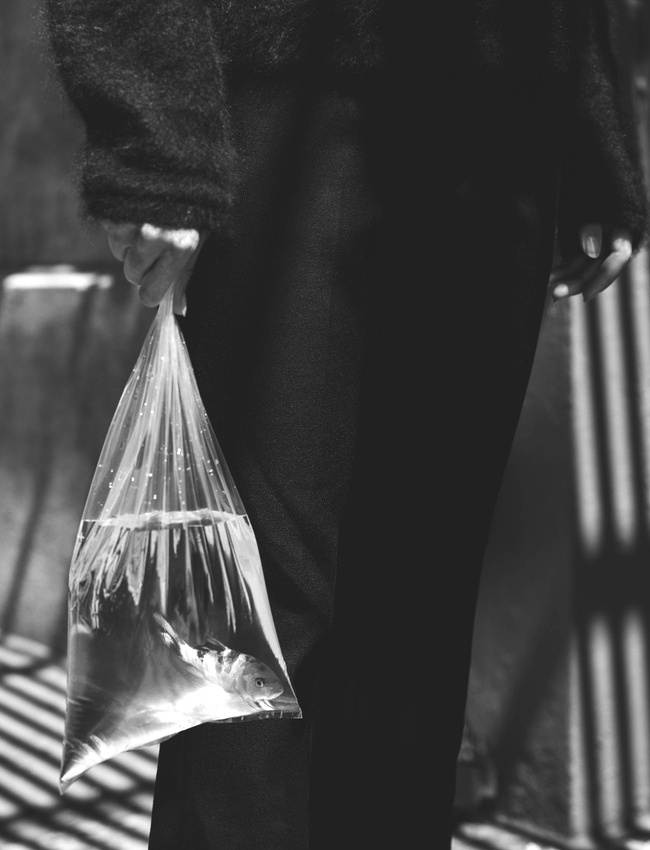 On oublie trop souvent d'aller promener quotidiennement son poisson rouge...