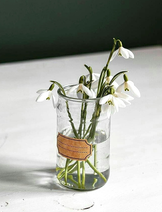 Les perce-neiges : les fleurs les plus simples, et s�rement les plus jolies...