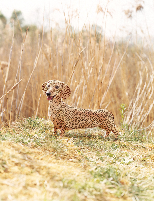 L'habit ne fait pas le moine...