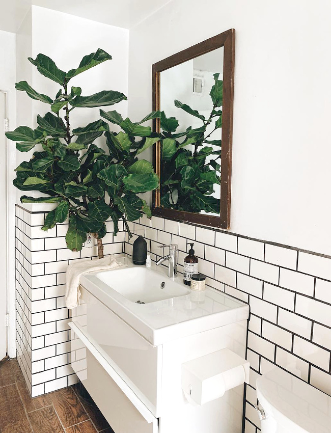 Le figuier lyre, une plante qui trouve sa place dans n'importe quelle pi�ce de la maison !