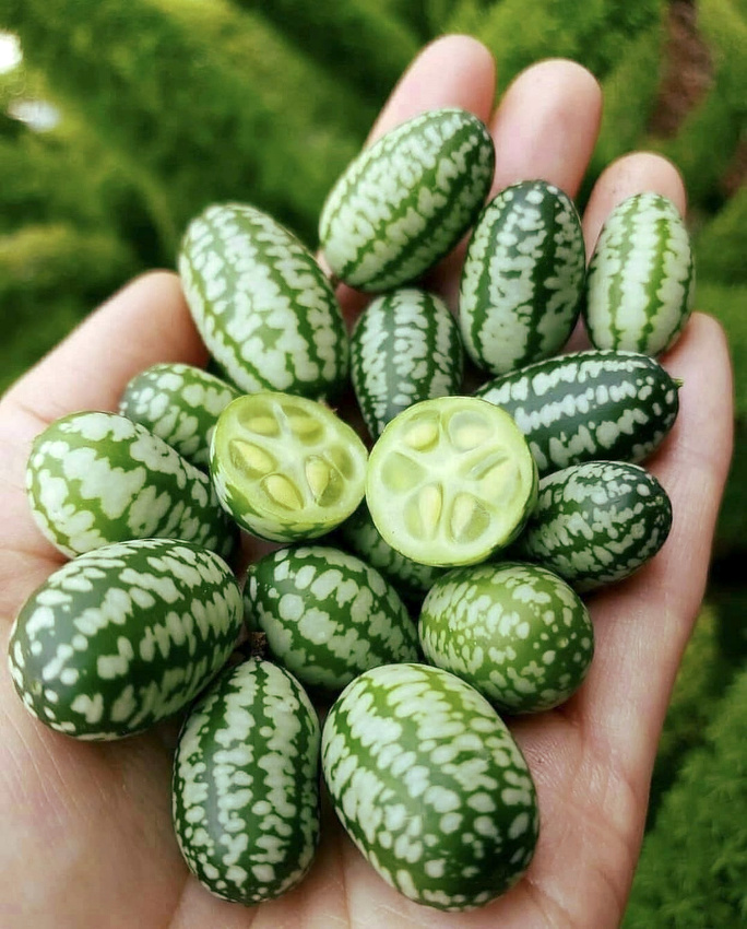 Le cucamelon : incontestablement plus 