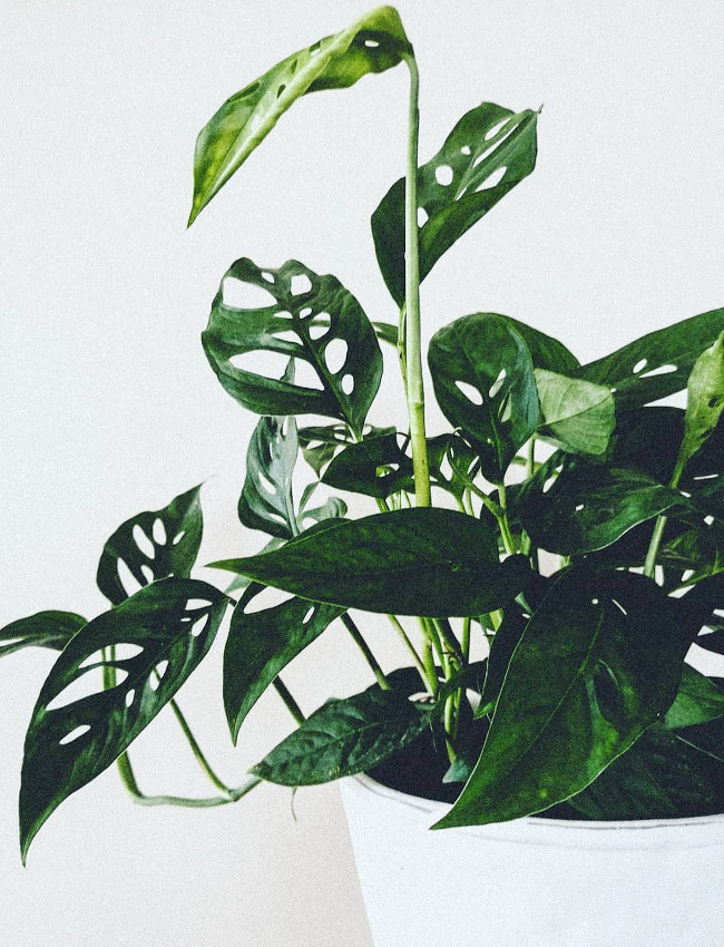 Dentelle v�g�tale...