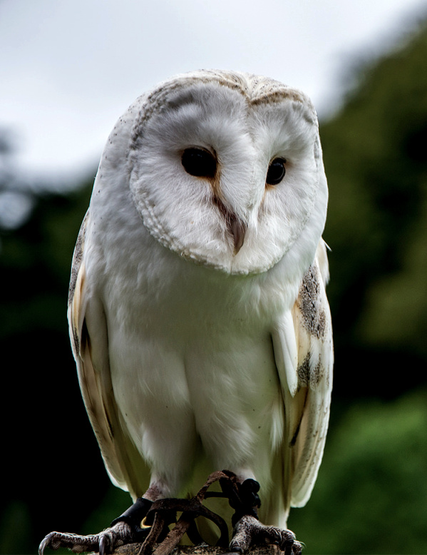 Calme + majest� + douceur = le bon mix