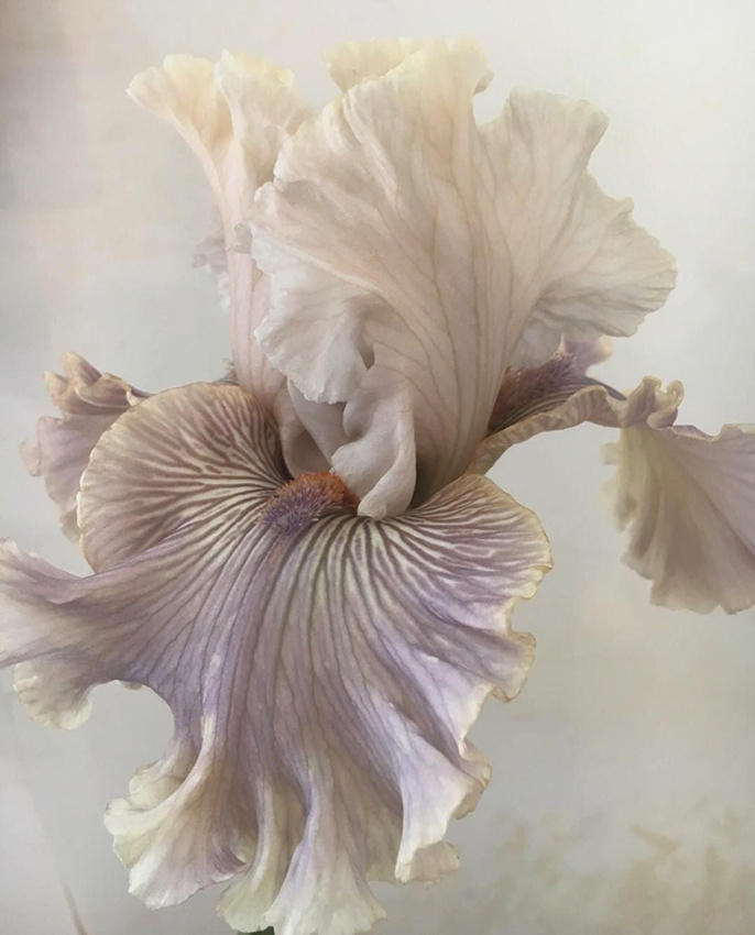 Quand la nature se fait plus folle que la plus raffin�e des robes couture...