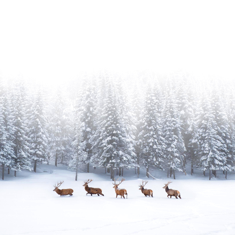 Rien de tel qu'une promenade par grand froid pour resserrer les liens familiaux !