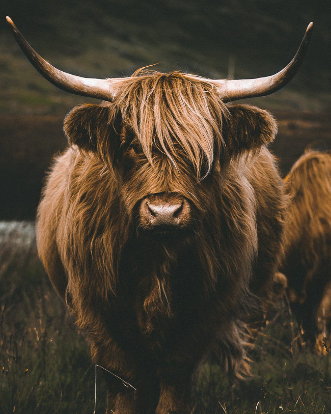 La parfaite frange #61