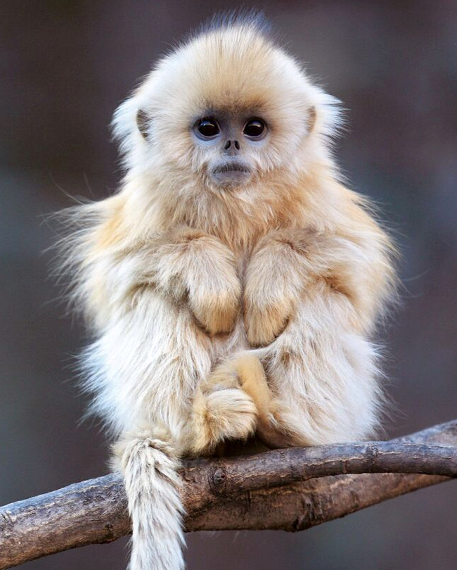 Oui, le choc post brushing catastrophique existe...