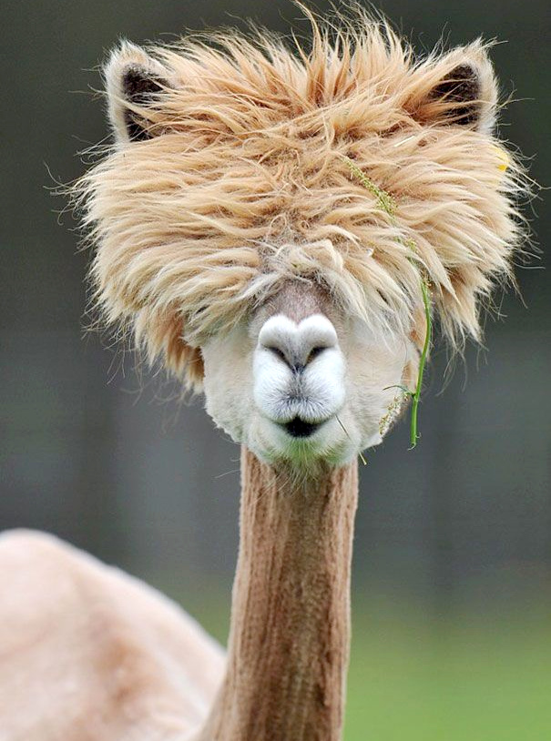 Coiffure post-quarantaine...