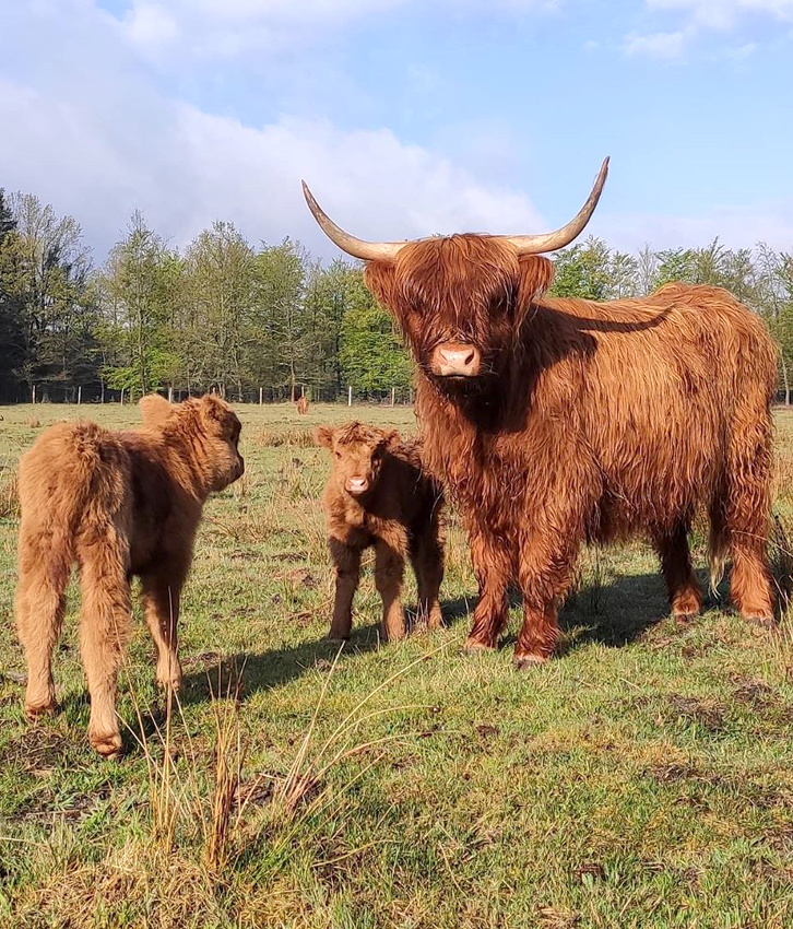 La famille post-quarantaine n'ayant pas encore eu acc�s � son coiffeur f�tiche...
