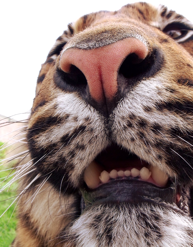 Le selfie... tout un art !