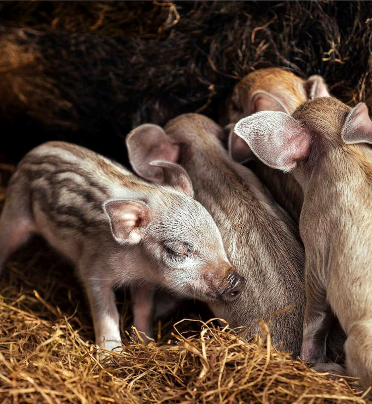 Envie de douceur universelle...