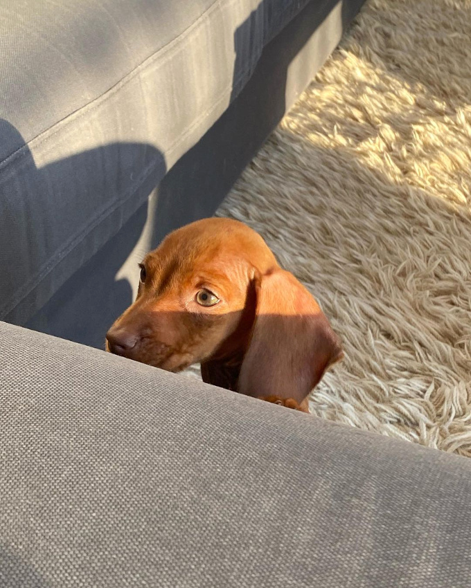 Wanted : de la douceur inconditionnelle !