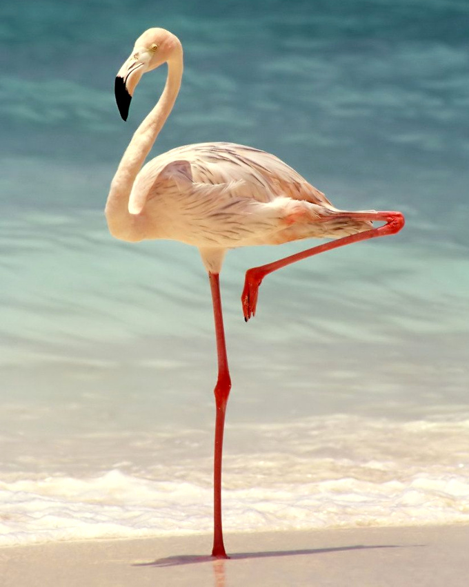 L'�l�gance � l'�tat pur #72