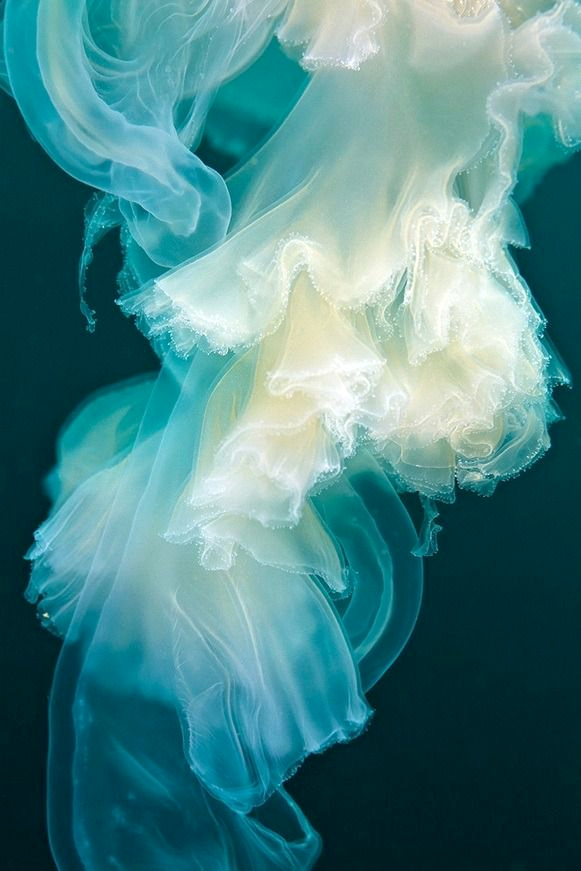 Les m�duses, ces animaux f�rus de haute couture...