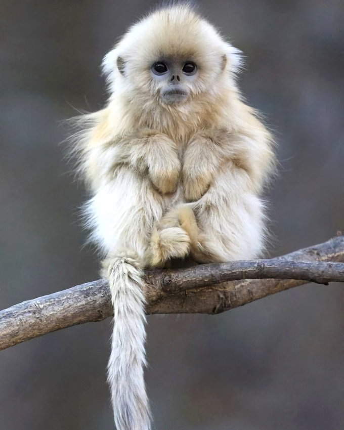 Tenter d'assumer son irr�sistibilit�... tout un art !